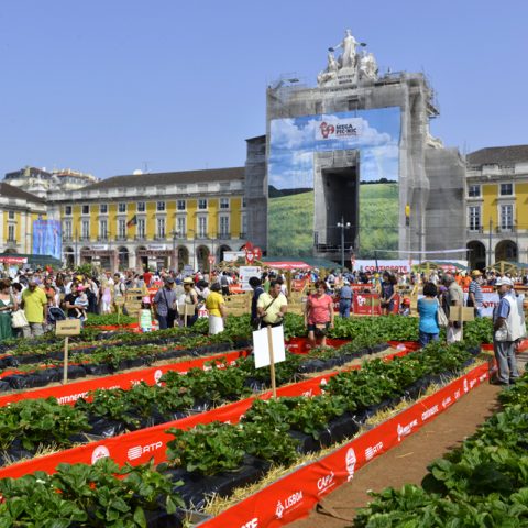 Continente — Mega Pic – Nic 2013