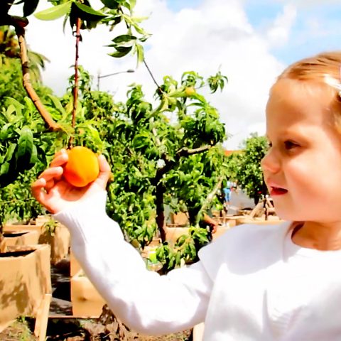 Continente — Mega Pic-Nic 2014